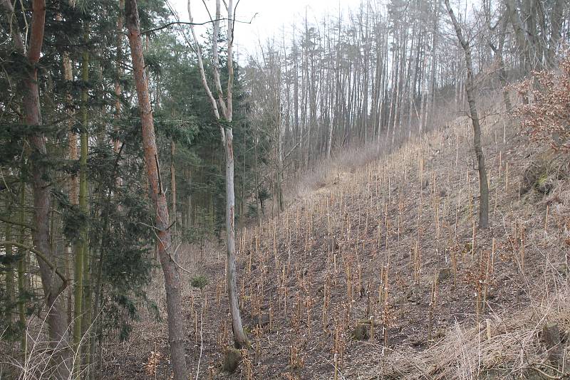 I Kamenici potrápila kůrovcová  kalamita, nyní je třeba vysázet nové stromy.