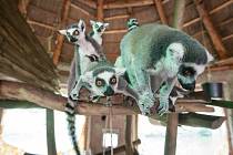 Den lemurů v jihlavské zoo
