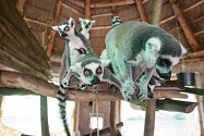Den lemurů v jihlavské zoo