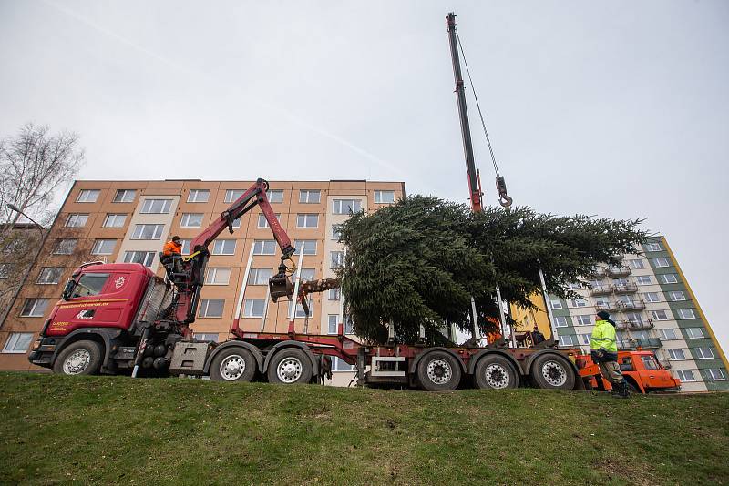 Kácení a převoz vánočního stromu na Masarykovo náměstí v Jihlavě.