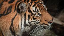 Ani v lednu není v jihlavské zoologické zahradě nuda. Zvířata se ráda ukazují. Tygr sumaterský.