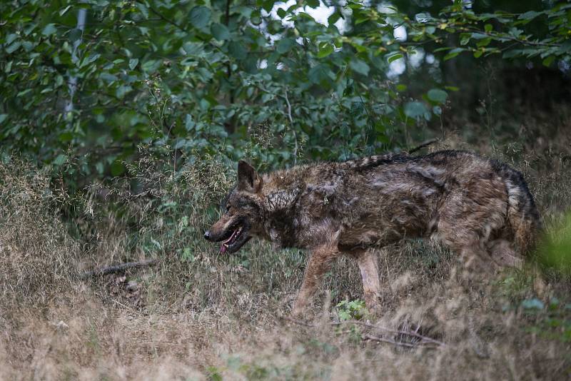 Do jihlavské zoologické zahrady se po zabezpečení výběhu vrátila dvojice vlka iberského.