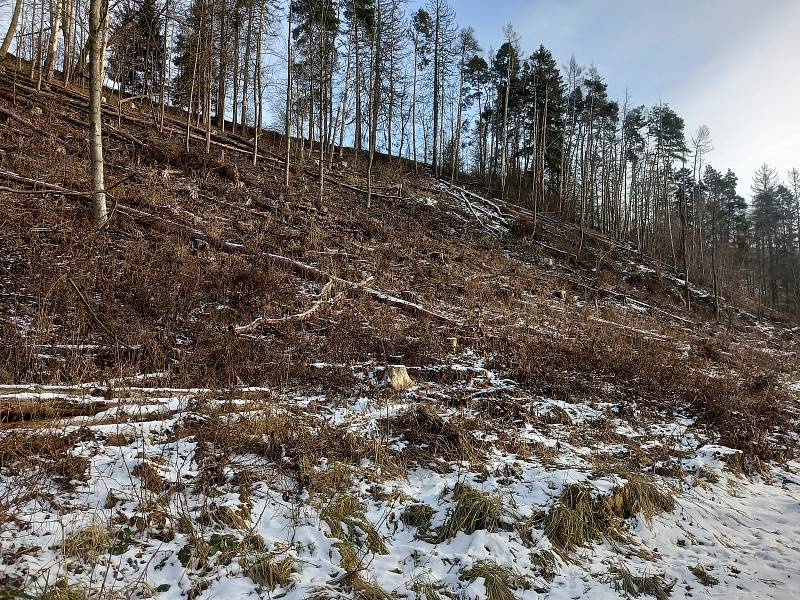 Dřevorubci pracují i v mrazech a příjemný les u křižovatky pod Bradlem je nenávratně pryč.