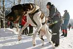 Závody psích spřežení (mushing) ve Třech Studních na Žďársku se staly hlavním bodem víkendu nejen pro devadesátku startujících, ale také pro stovky diváků u trati