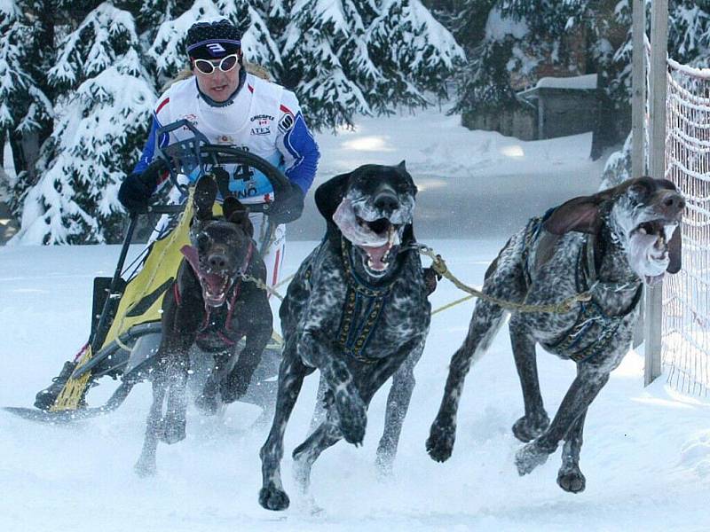 Závody psích spřežení (mushing) ve Třech Studních na Žďársku se staly hlavním bodem víkendu nejen pro devadesátku startujících, ale také pro stovky diváků u trati