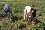 Na samosběrné jahodové plantáže mohou zájemci na Vysočině vyrazit už počátkem června.