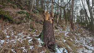 Dřevorubci pracují i v mrazech a příjemný les u křižovatky pod Bradlem je nenávratně pryč.