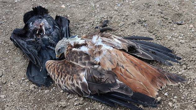 Hyenismus, jaký nemá obdoby: Na Žďársku někdo otrávil samici orla mořského