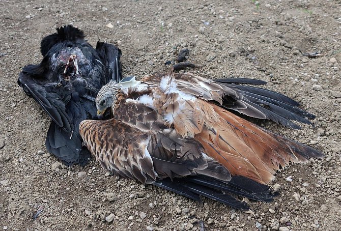 Traviči se Vysočině nevyhýbají, poslední obětí je samice orla mořského.
