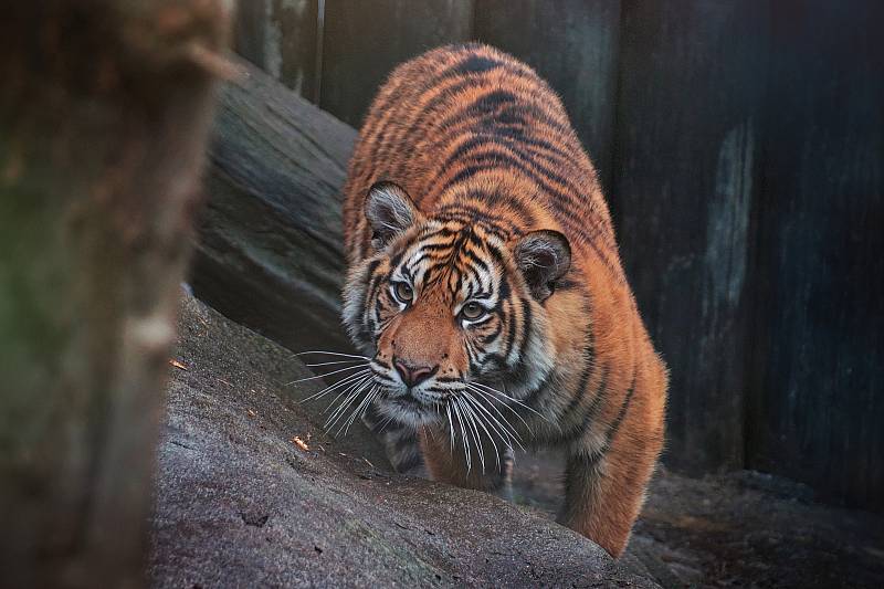 Zvířata v jihlavské zoo.