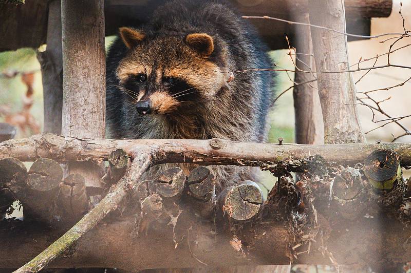 Ani v lednu není v jihlavské zoologické zahradě nuda. Zvířata se ráda ukazují.