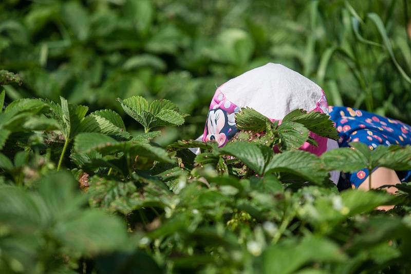 Samosběr jahod na farmě Lubomíra Šantrůčka v České Bělé.