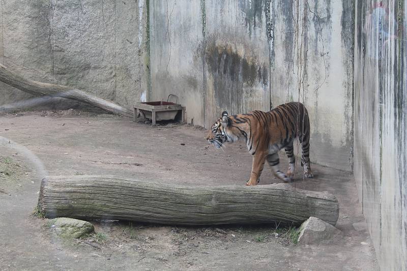 Po 115 dnech opět otevřela jihlavská zoologická zahrada. Nejčastěji přišly maminky s dětmi, které neodradilo ani chladné počasí.