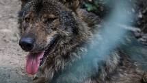 Do jihlavské zoologické zahrady se po zabezpečení výběhu vrátila dvojice vlka iberského.