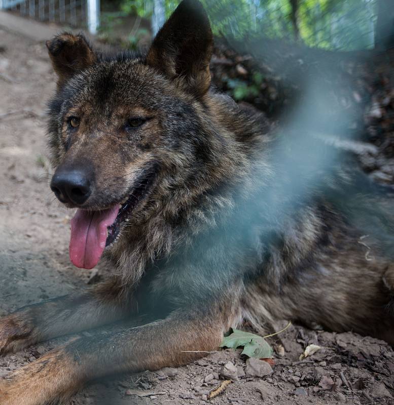 Do jihlavské zoologické zahrady se po zabezpečení výběhu vrátila dvojice vlka iberského.