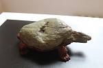 Kámen suiseki, který připomíná želvu.