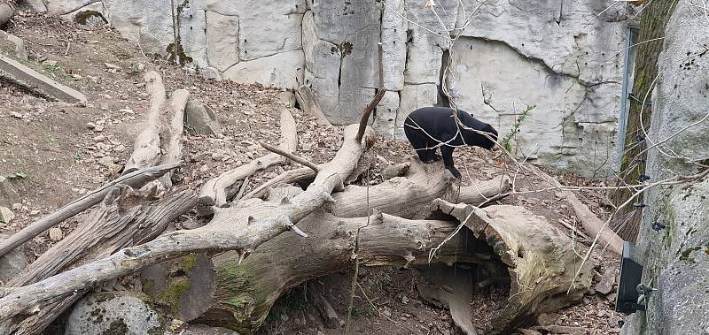 První dny byly v jihlavské zoologické zahradě poklidné. Návštěvníci neměli problém se ke zvířatům dostat, ta si to náležitě užívala.