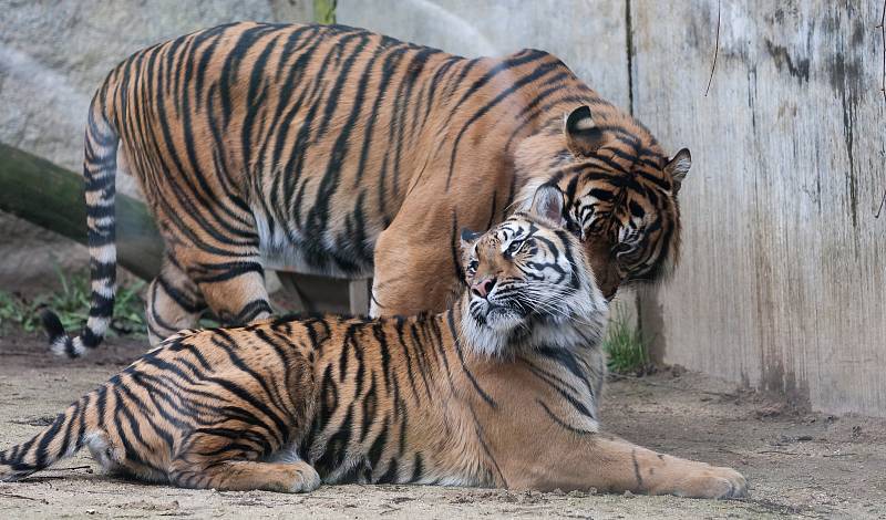 Tygři sumaterští Cinta a Dandys v jihlavské zoo.