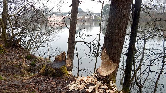 Ochranáři u Konventského rybníka napočítali několik desítek čerstvě okousaných stromů. Foto: se souhlasem Správy CHKO Žďárské vrchy