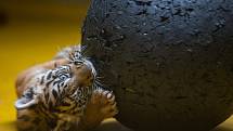Křest mláďat tygrů sumaterských Suryu a Mau, která se v ZOO Jihlava narodila tygřici Čintě.
