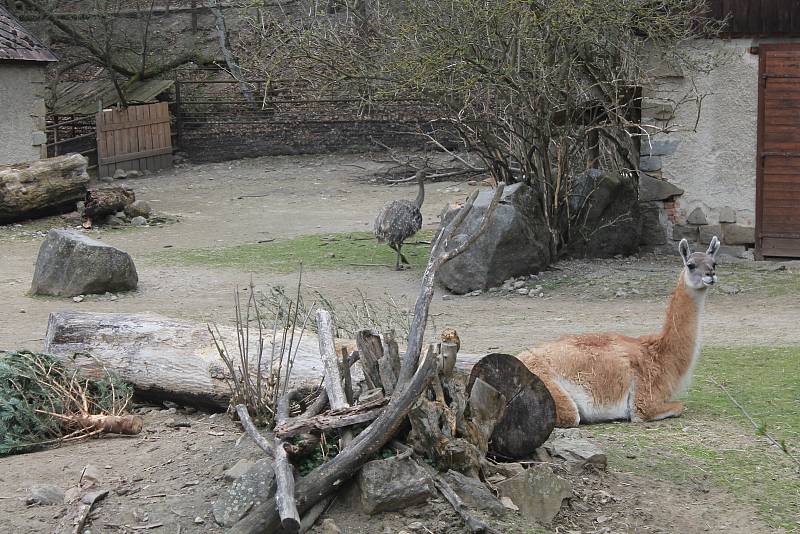 Po 115 dnech opět otevřela jihlavská zoologická zahrada. Nejčastěji přišly maminky s dětmi, které neodradilo ani chladné počasí.