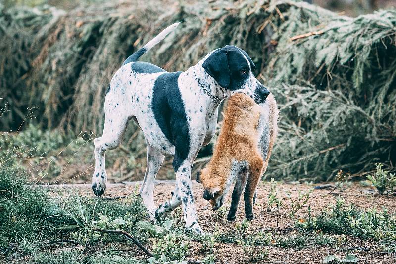 Všestranné zkoušky ohařů o putovní pohár hejtmana Kraje Vysočina se uskutečnily v honitbách mysliveckých spolků Větrný Jeníkov a Zbilidy. Akci pořádal Okresní myslivecký spolek Jihlava.