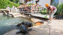 ZOO Jihlava i letos po celé léto pořádá příměstské tábory, ve kterých se děti seznámí se s životem zvířat v jihlavské zoo, dozví se řadu zajímavostí o rozmanitosti živočišné říše i její ochraně.