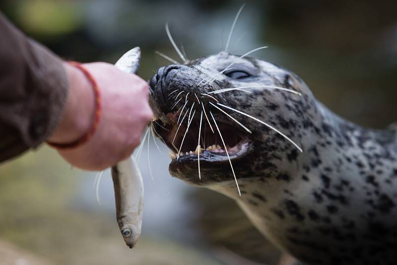 Komentované krmení tuleňů v ZOO Jihlava.