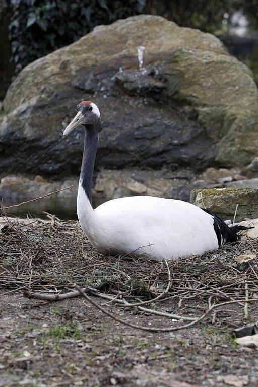 Slavnostní otevření nového výběhu v zoo doprovázel bohatý program