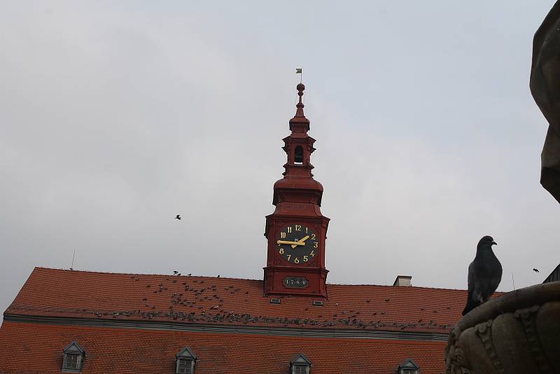 Holubi rádi vysedávají i na střeše radnice.