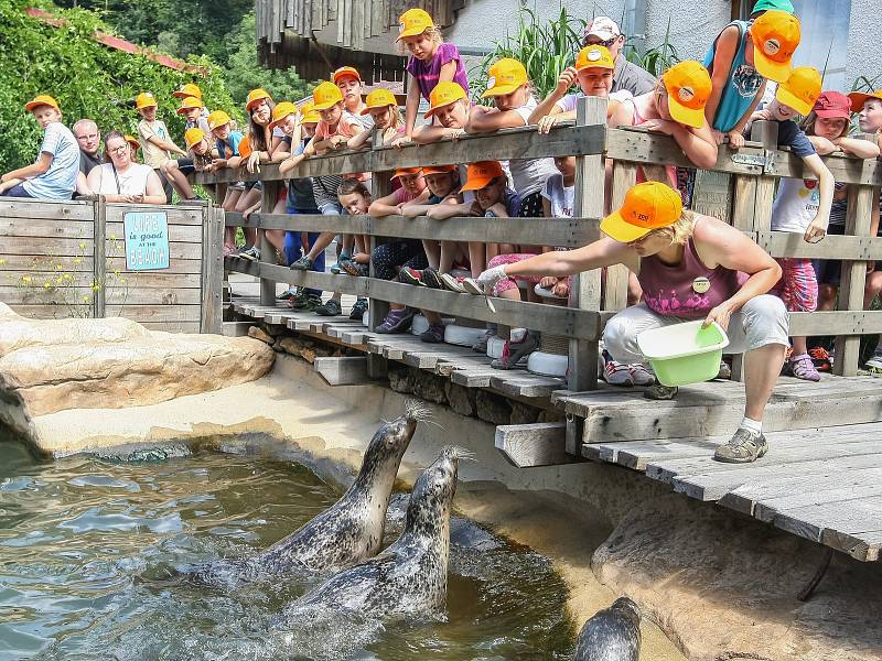 ZOO Jihlava i letos po celé léto pořádá příměstské tábory, ve kterých se děti seznámí se s životem zvířat v jihlavské zoo, dozví se řadu zajímavostí o rozmanitosti živočišné říše i její ochraně.