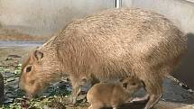 Jihlavská ZOO má nové přírůstky. Rozrostla se i rodina kapybar.