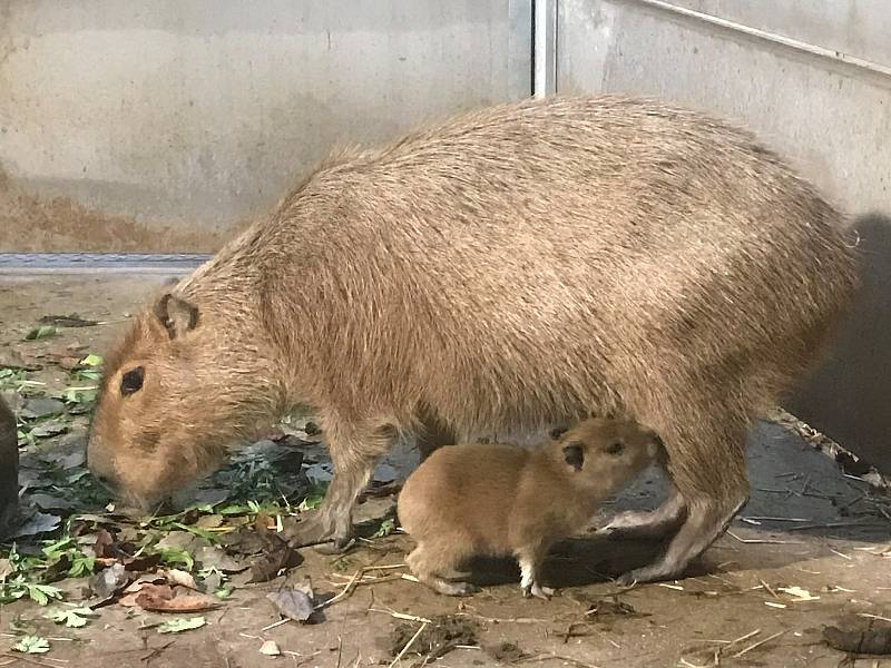 Jihlavská ZOO má nové přírůstky. Rozrostla se i rodina kapybar.