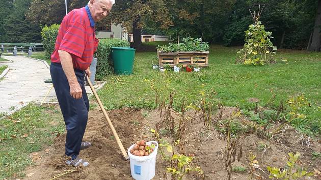 V domově seniorů v Lesnově už sesbírali brambory na poli. Ale i maliny a ostružiny.
