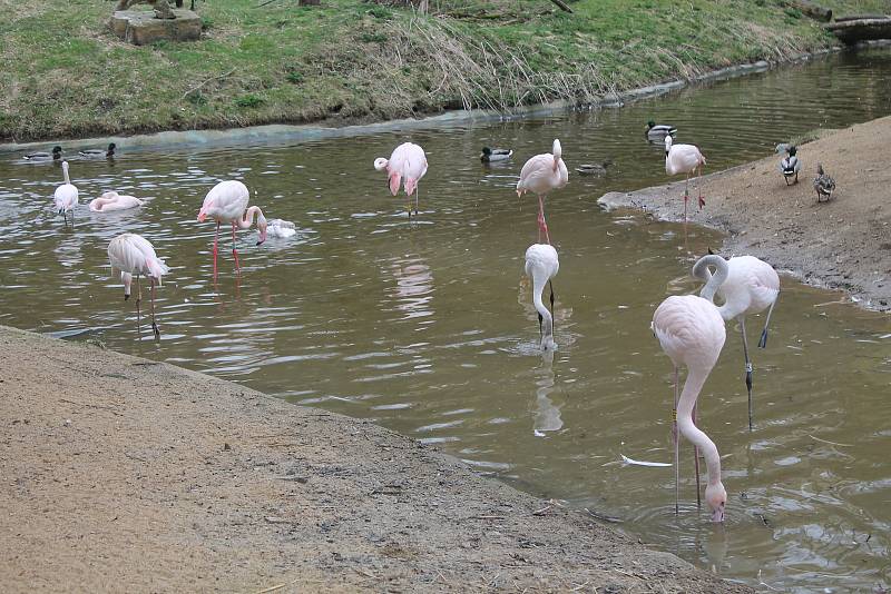 Po 115 dnech opět otevřela jihlavská zoologická zahrada. Nejčastěji přišly maminky s dětmi, které neodradilo ani chladné počasí.