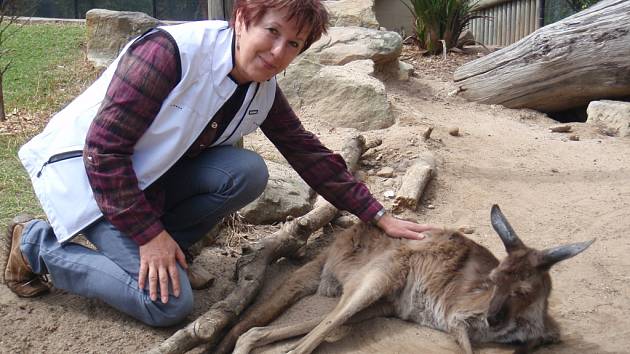 Eliška Kubíková šéfuje jihlavské zoologické zahradě od roku 2005. Na snímku hladí klokana, zvíře, které je symbolem australského kontinentu. Expozice „Austrálie“ je součást velkolepého projektu Zoo pěti kontinentů.