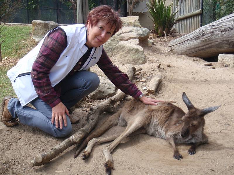 Eliška Kubíková šéfuje jihlavské zoologické zahradě od roku 2005. Na snímku hladí klokana, zvíře, které je symbolem australského kontinentu. Expozice „Austrálie“ je součást velkolepého projektu Zoo pěti kontinentů.