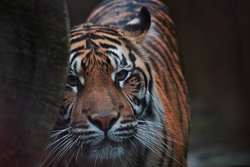 Zvířata v jihlavské zoo.