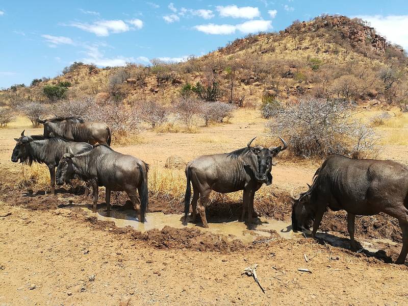 Pilanesberg.