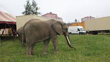 Do Jihlavy přijel Cirkus Humberto se svými třemi slonicemi