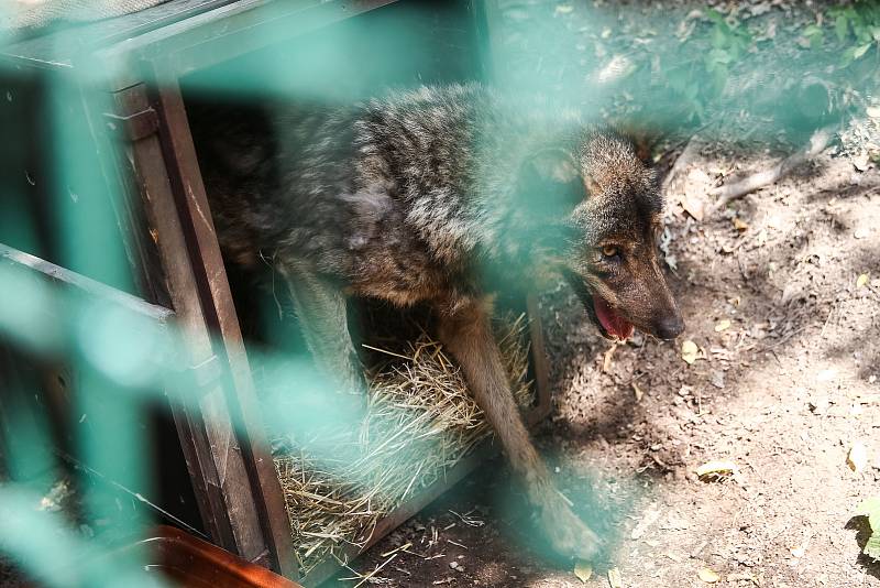 Do jihlavské zoologické zahrady se po zabezpečení výběhu vrátila dvojice vlka iberského.