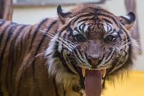 Jihlavská zoo má nového samce tygra sumaterského ze Zoo Brno.