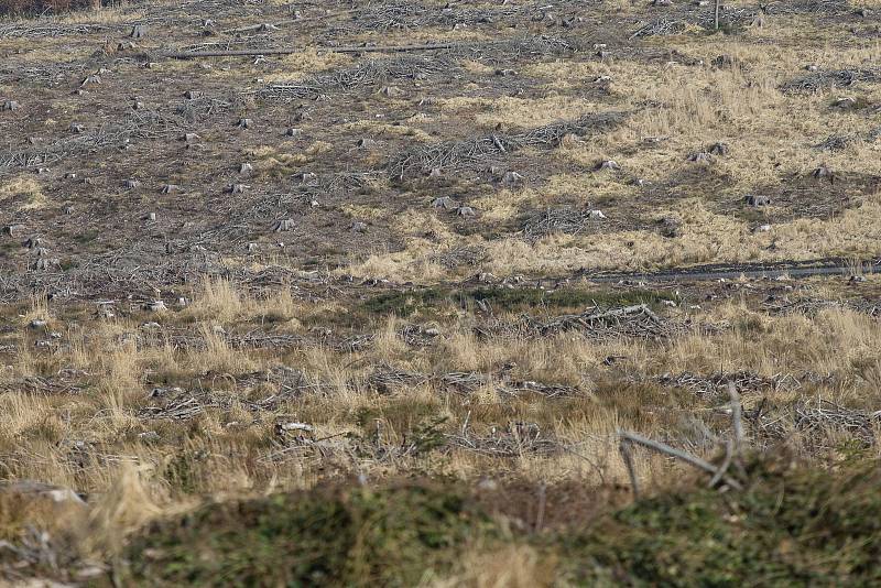 Ubývání lesů na Vysočině kvůli kůrovcové kalamitě a jeho vliv na děti žijící v kraji. To ukazuje dokument České televize Lesní žal, který televize odvysílá v úterý 21. března. Ilustrační foto: Deník