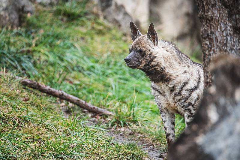 Ani v lednu není v jihlavské zoologické zahradě nuda. Zvířata se ráda ukazují.