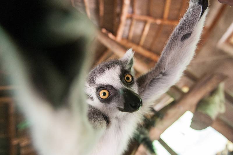 Nové přírůstky v jihlavské ZOO.