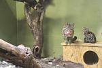 V Zoo Jihlava jsou nová mláďata, malý margay se návštěvníkům ukazuje, klokani jsou stále většinu času tráví ve vaku svých matek.