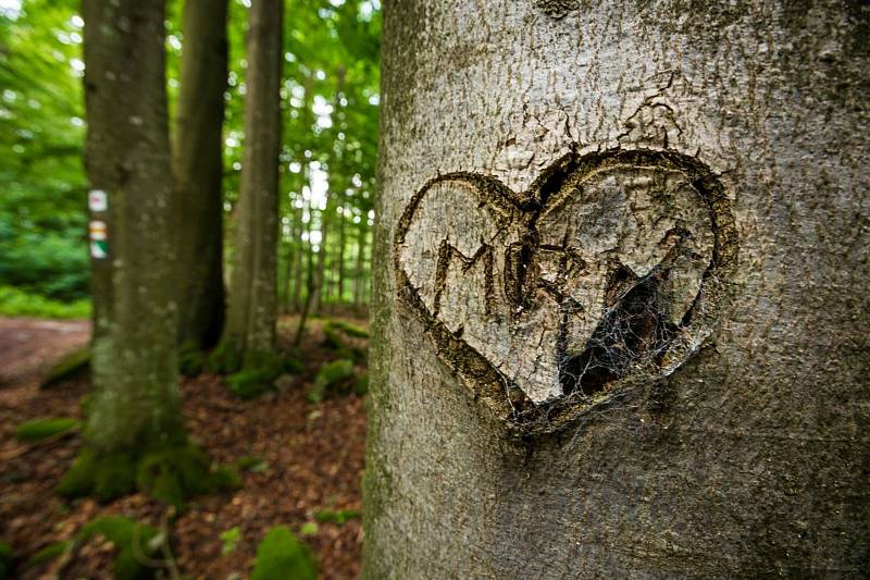 Území Geoparku Vysočina nabízí celou řadu přírodních krás. Z Telče na Míchovu skálu, přes těžební lom v Mrákotíně až na hrad Roštejn.