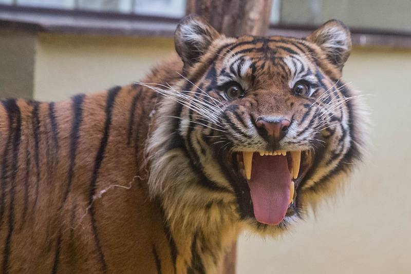 Jihlavská zoo má nového samce tygra sumaterského ze Zoo Brno.