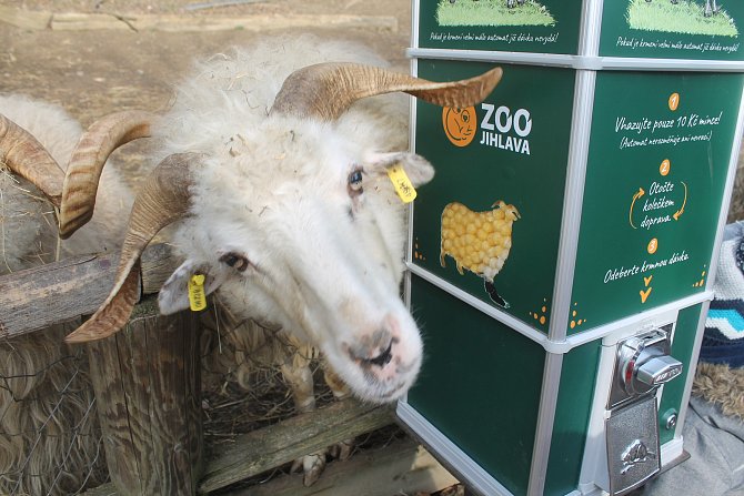 Nevhodná potrava od návštěvníků může mít pro zvířata v zoologických zahradách fatální následky. Ilustrační foto: Deník/Martin Singr