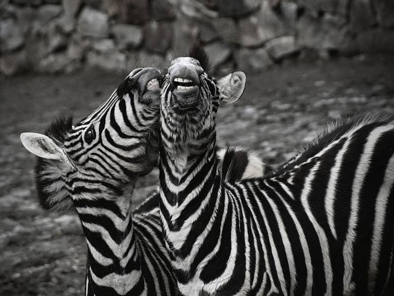 Zvířata v jihlavské zoo.